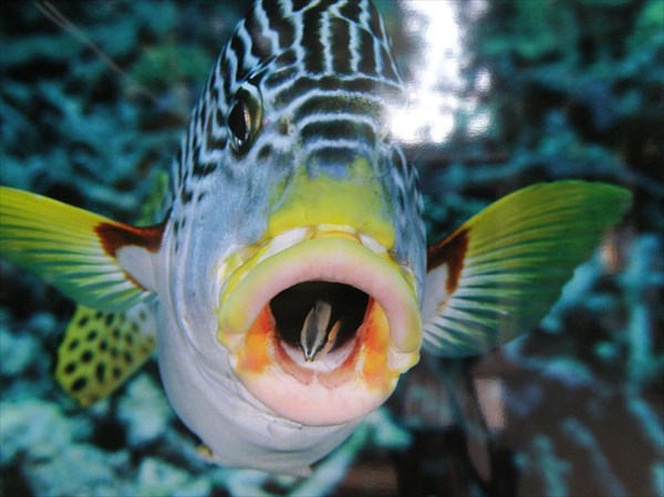 038-Полосатая рыба-сладкогуб открывает пасть, позволяя рыбке-чис